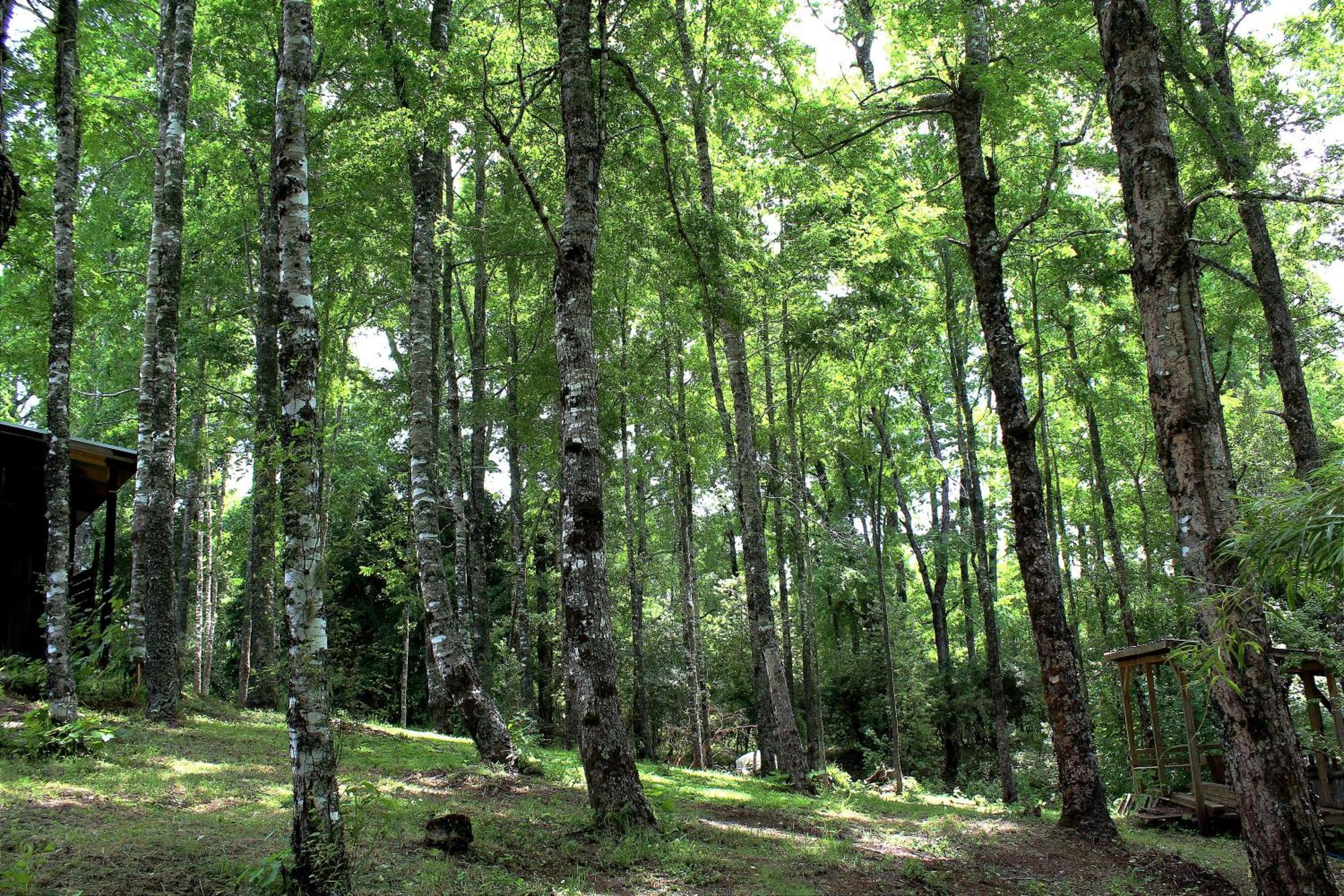 Cabanas Am Berg Pucón Zewnętrze zdjęcie